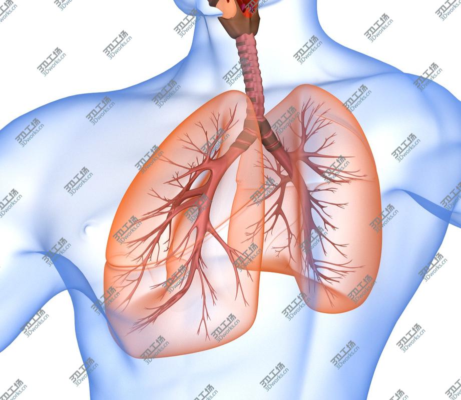 images/goods_img/2021040161/Human Lungs - pulmonary system 3D model/4.jpg